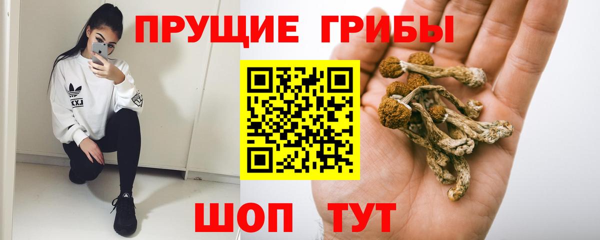 Псилоцибиновые грибы Psilocybine cubensis Луга